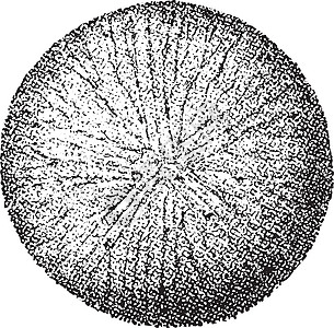 阿纳巴西亚或布尔特斯 古代雕刻图片