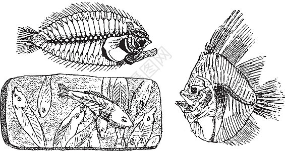 大菱鲆的化石骨架的化石骨架图片