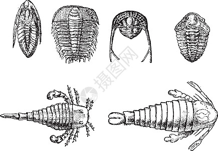 寒武纪和志留纪甲壳类动物复古雕刻图片