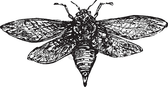 Cicada 古代雕刻图片