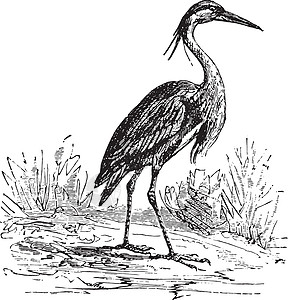 Heron 古代雕刻插图荒野单系生物学黑色古董喇叭苍鹭艺术白色图片