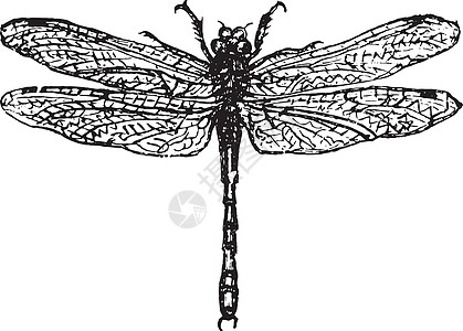 蓑羽或蜻蜓复古雕刻图片