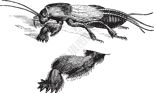 图 1  镇鼹鼠蟋蟀 图 2  前腿三次 b图片
