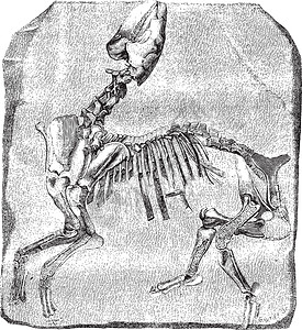 伟大的维特氏菌的骨骼 古代雕刻图片