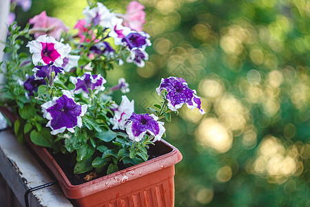 矮牵牛在阳光下的阳台上的花盆里开着红色 粉红色 紫色 白色的花朵花瓣生长植物群花园植物学植物牵牛花园艺季节杂交种图片