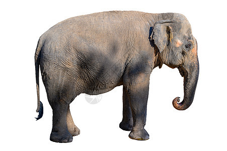 大棕大象 白底白色背景象牙动物濒危男性力量耳朵哺乳动物荒野皮肤食草图片