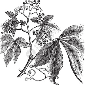 弗吉尼亚爬行者或打印绘画古董木本植物植物群五叶草插图艺术忍冬图片