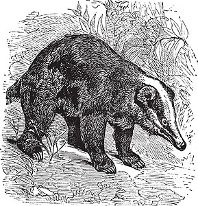 猪獾或 复古雕刻蚀刻哺乳动物狗獾艺术打印绘画衣领舌头鼻子古董图片