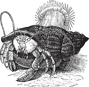 寄居蟹拖着海葵 古代雕刻古董插图螃蟹甲壳纲甲壳类艺术品艺术打印绘画动物群图片