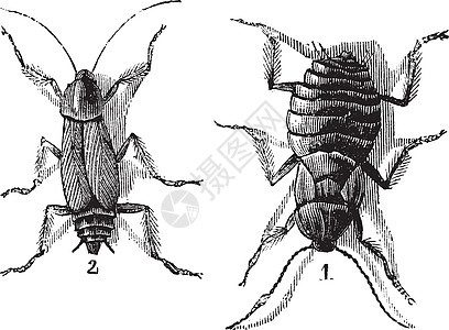 男性和女性蟑螂左男右女vint动物群档案蚀刻雕刻生物学生物插图艺术昆虫学打印背景图片