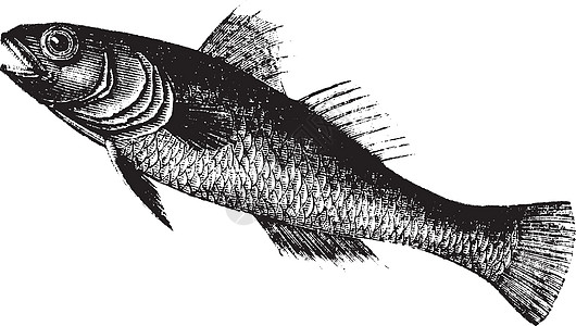 黑虾虎鱼或戈比乌斯雕刻古董生物水产养殖绘画插图艺术品鲈形目营养打印图片