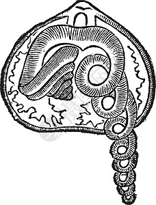 布拉契奥波德 海洋 动物 古代雕刻草图地幔灭绝贝壳插图艺术生物生物学原口档案图片