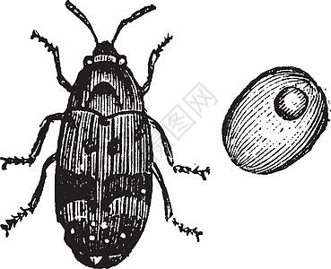 象鼻虫或甲虫复古雕刻害虫生物学农作物昆虫插图天线叶子鞘翅目昆虫学瓢虫图片