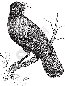 努西夫拉加或欧亚Nutcracker文塔古董蚀刻绘画英语翅膀打印野生动物羽毛插图账单图片