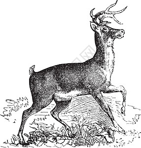 白尾或弗吉尼亚鹿的年华雕刻古董艺术品耳蜗艺术鹿角场地哺乳动物森林蚀刻警报图片