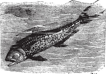 海豚 多拉多鱼或科里法耶纳螺旋藻射线艺术艺术品鱼片动物插图蚀刻骑马鲈形目木贼图片