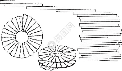 插图 古代刻字插图古董中心硅藻殖民地艺术白话生物绘画生物学单细胞图片