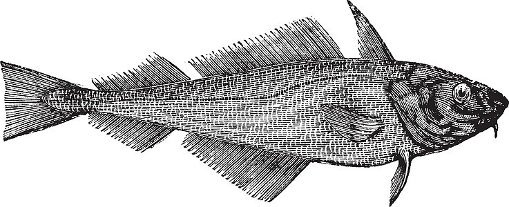 Haddock 或离岸哈克或梅兰马斯动物群雕刻海洋艺术品脊椎动物海鲜食物威胁艺术黑色素图片