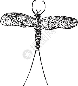 Mayfly 或 Dayfly 或 Shadfly 或或 Lake Fly 或 Fis昆虫学绘画古董蜉蝣动物翅膀蜉蝣目艺术艺术品图片