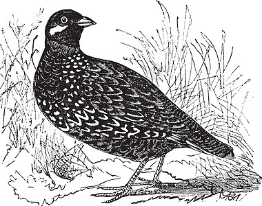 黑 Francolin 或 gamebird 复古 e古董打印一夫一妻制正方形艺术野鸡鹧鸪草图档案艺术品图片