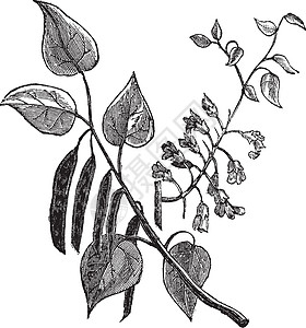 cecis 加拿宁或东部Redbud老古代雕刻紫荆树叶种子插图蚀刻紫荆花植物群草图打印绘画图片