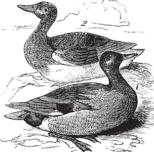 Gadwall 或复古雕刻池塘野生动物水鸟打印羽毛链球菌动物插图鸟类古董图片