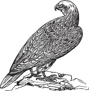 Gyrfalcon 或挪威法尔科古老雕刻动物学绘画生物学土拨鼠动物脊椎动物羽毛荒野隼形目插图图片