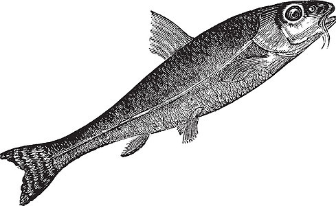 Gojudon 或Gobio gobio古代雕刻古董海洋野生动物动物群草图海鲜动物生物学绘画蚀刻图片