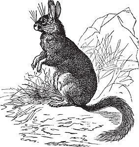 Viscachas或Vizcachas 古代雕刻蚀刻插图兔兔绘画艺术古董胡须毛皮维叶动物图片