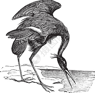 大蓝海绵 古代雕刻动物涉水苍蝇荒野苍鹭鸟类插图野生动物古董羽毛图片