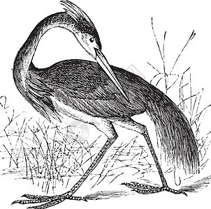路易斯安那州Heron或三彩色HeronEgretta荒野艺术品动物群绘画动物账单羽毛艺术三色雕刻图片