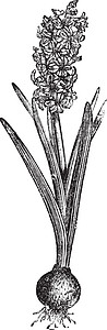 普通Hyacinth或Hyacinthus 东方古代雕刻树叶植物群蚀刻植物花园艺术品艺术园艺植物学插图图片