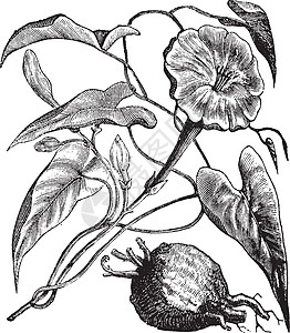 Purga 或古代雕刻植物学古董插图外角番薯植物群植物园艺树叶净化图片