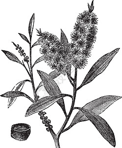 茶树油有白木千层叶子艺术品古董蚀刻脆弱性绘画植物插图雕刻木头图片