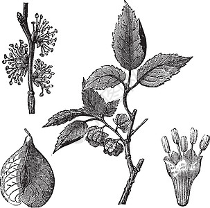 榆树或榆树白色生态插图蚀刻叶子静脉雕刻植物绘画艺术图片