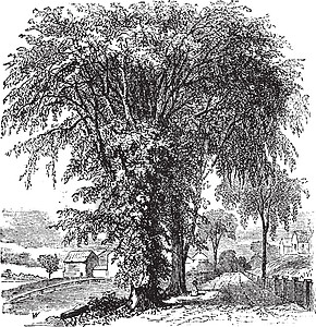 美国榆树或榆树图片