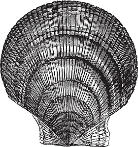 岛屿或冰岛的扇贝老古代雕刻绘画古董艺术白色果胶壳类艺术品贝类动物插图图片
