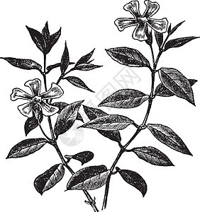 长春花或长春花药品叶子植物学矮人园艺植物群插图桃金娘树叶蚀刻图片