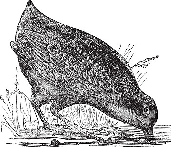 Philohela 未成年人或美国 Woodcock 古代雕刻野生动物生态荒野艺术品蚀刻生物学动物群插图艺术爪子图片