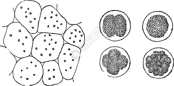 单元格分区 老式刻字古董父母艺术雕刻细胞动物生长乘法女儿生物图片
