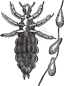 白粉虱头虱或人脑结膜炎的切刻虱子艺术雕刻生物生物学插图蚀刻动物群古董寄生虫插画