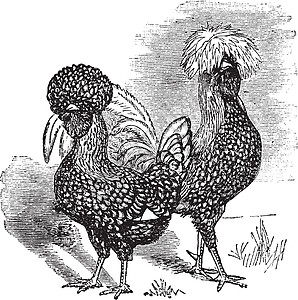 波兰语(chicken)古代雕刻的男 女波兰语(chicken)图片