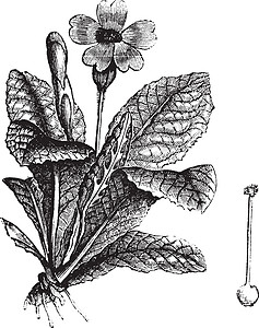 Cowslip 或长年雕刻艺术品古董绘画牛粪李子蚀刻植物学植物药品插图图片