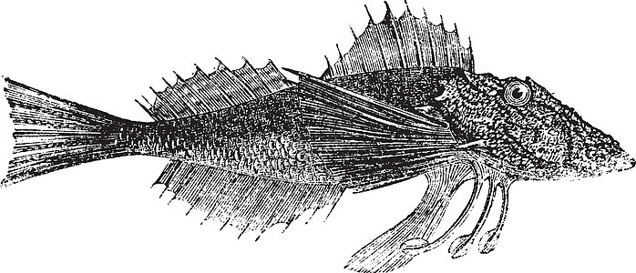 普通海洋Robin或古代雕刻生物古董绘画艺术品动物群海鲜鲂鱼艺术美味蚀刻图片