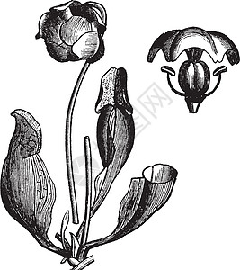 紫色铸造厂或Sarracenia纯净年装雕刻蚀刻植物学插图投手草图植物群艺术品白色绘画古董图片