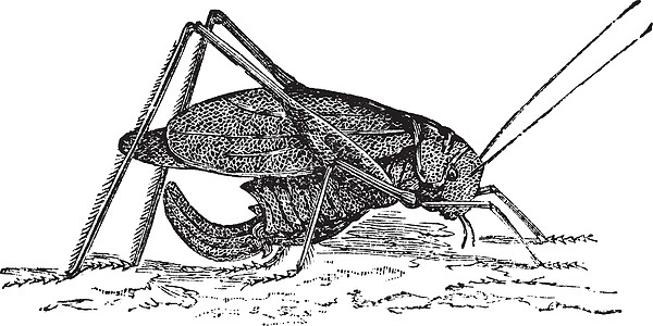 长方形翅螽斯或复古 engr昆虫古董生物绘画杂菌草图艺术昆虫学插图动物学图片