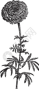 塔格特站台或墨西哥植物学花瓣植物群蚀刻插图勃起植物古董艺术品叶子图片