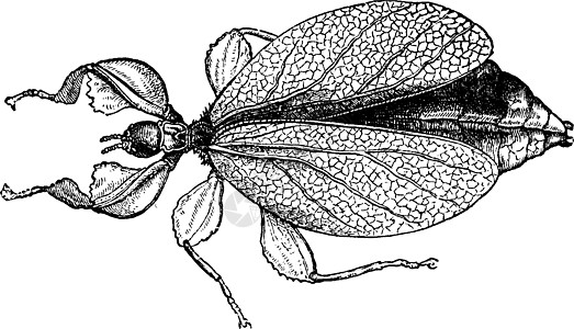 古代雕刻古董动物野生动物艺术黑色生物学叶子插图艺术品昆虫学图片
