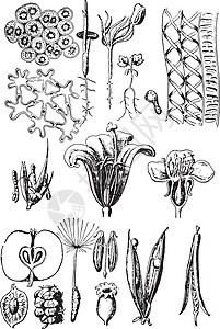 植物器官复古雕刻图片