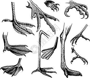 鸟的腿复古雕刻图片